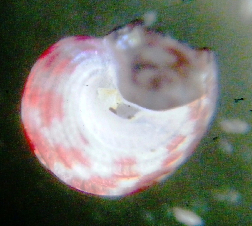 Gasteropode 9